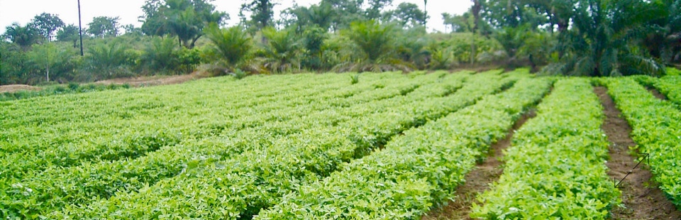 COPARGO VERT ANREGUNGEN